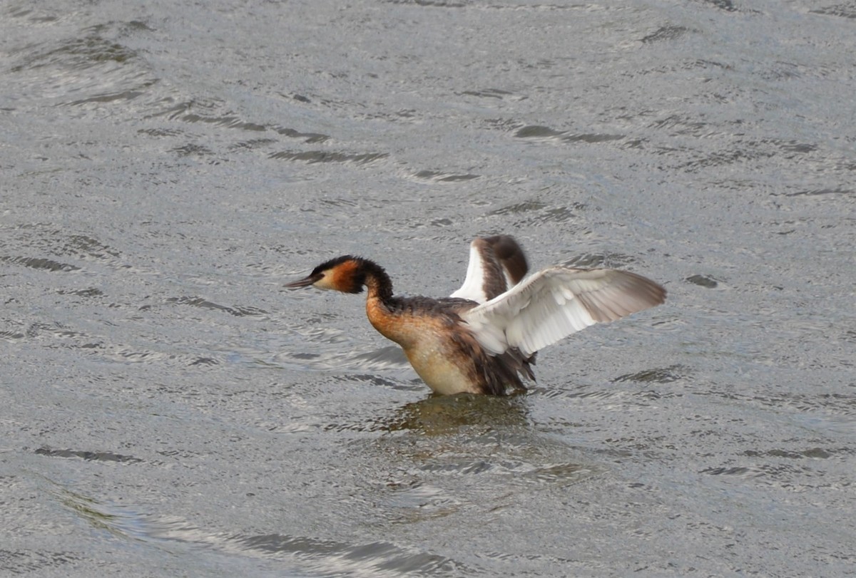 Great Crested Grebe - Henry deJong