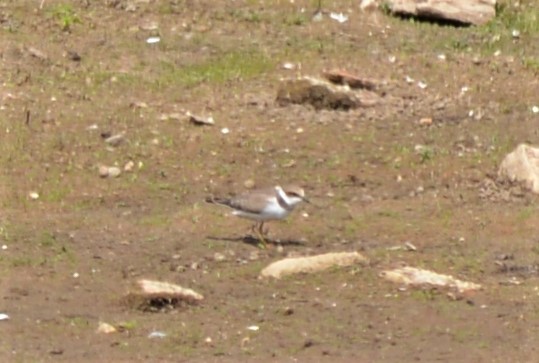 Little Ringed Plover - ML597223081