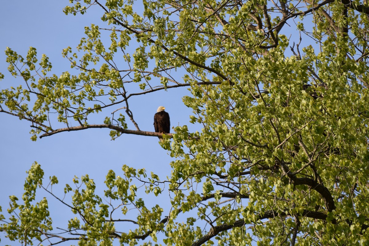 Bald Eagle - ML59722311