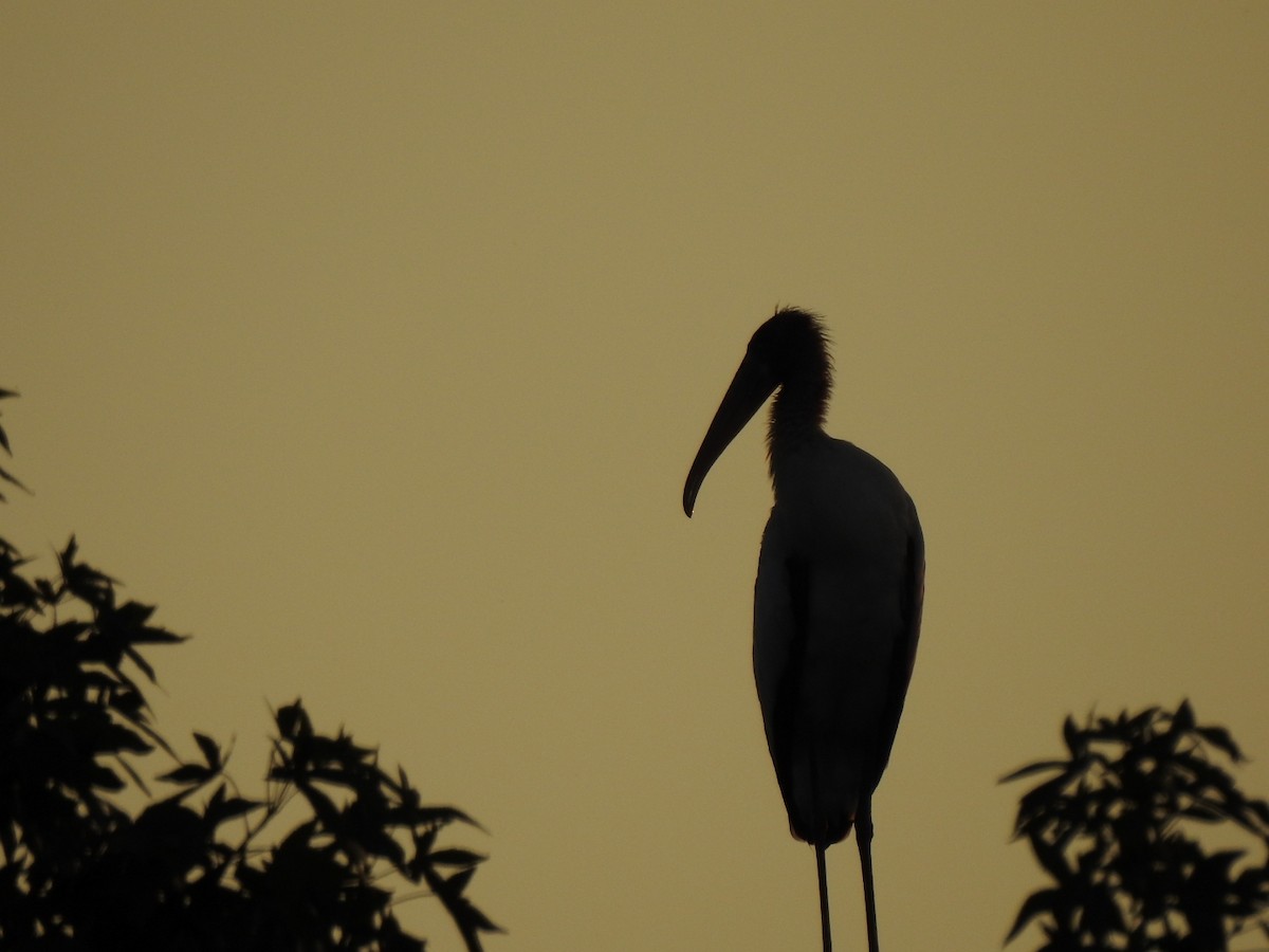 Wood Stork - ML597223541