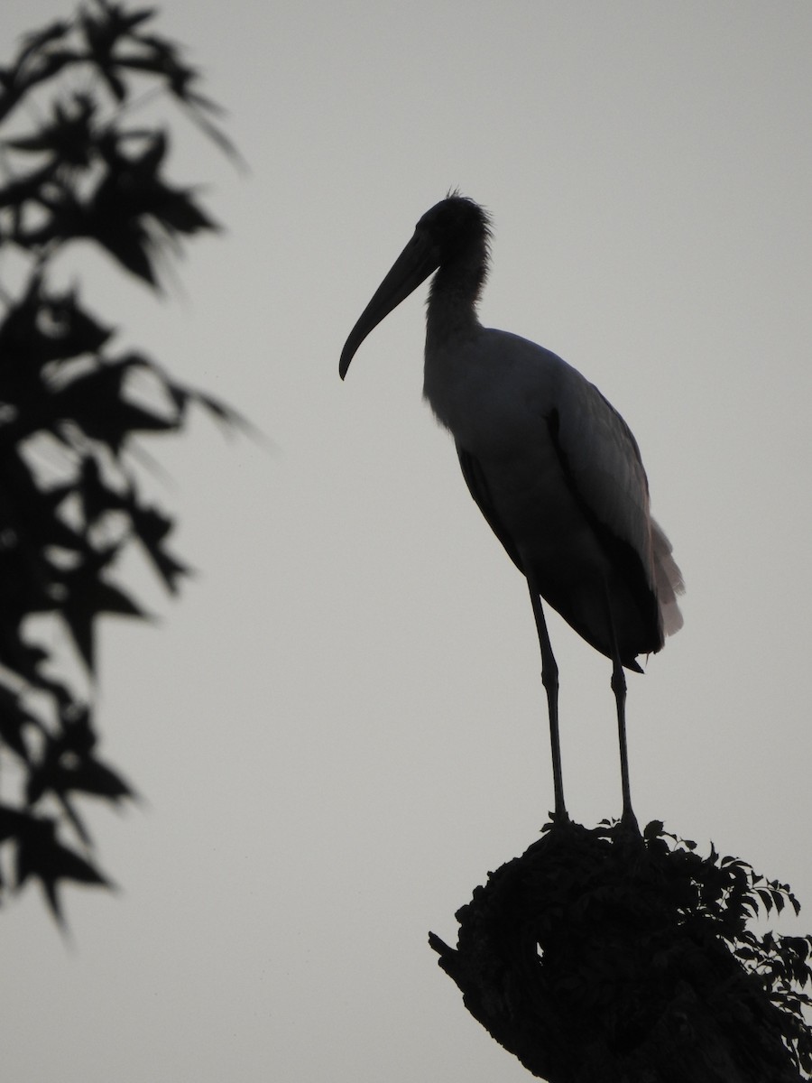Wood Stork - ML597223551