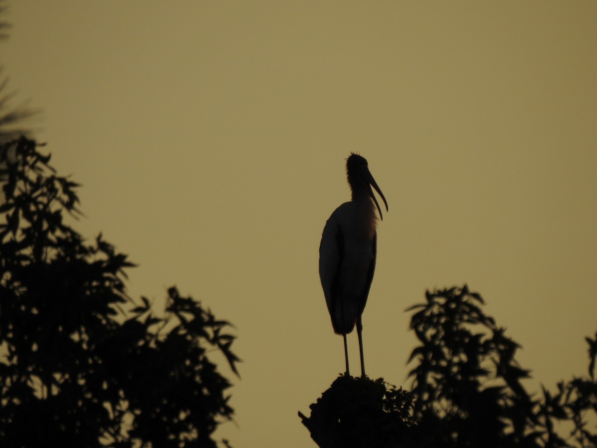 Wood Stork - ML597223561