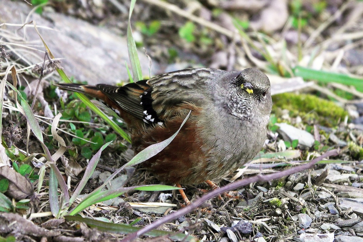 Alpine Accentor - Wendy Chao