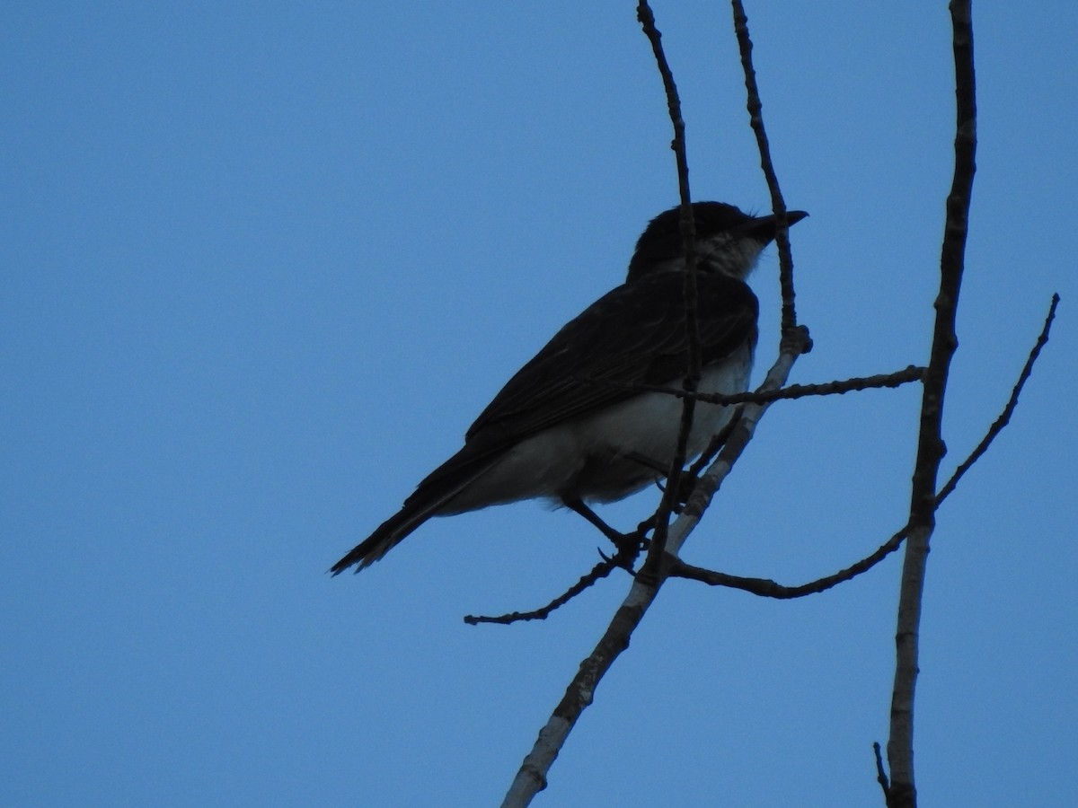 Eastern Kingbird - ML597224251