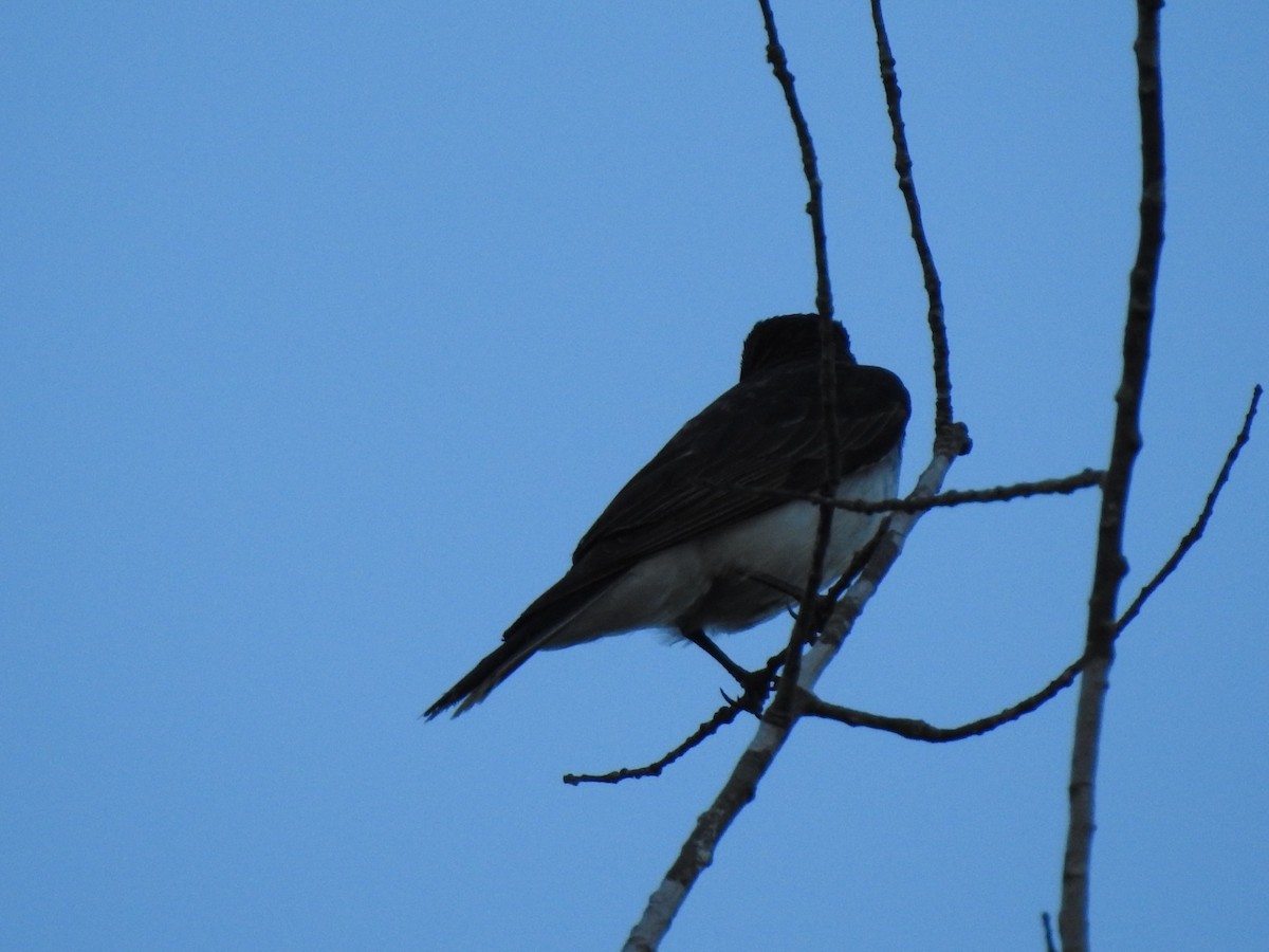 Eastern Kingbird - ML597224261