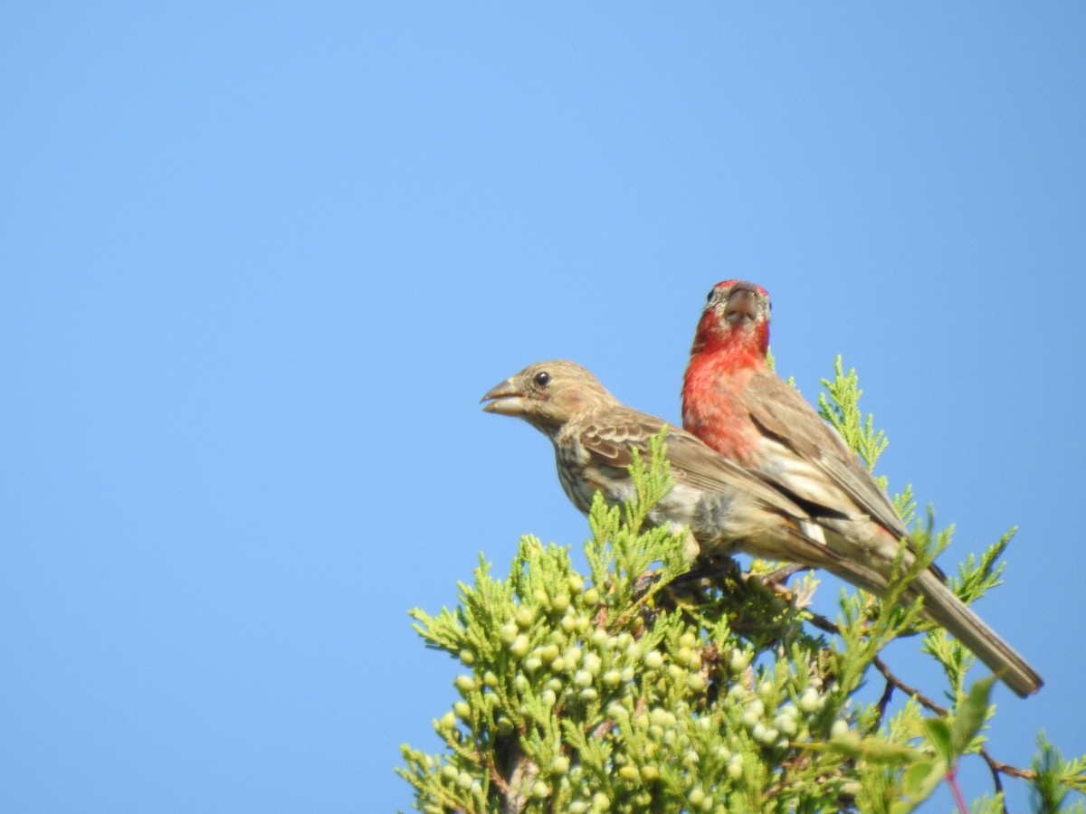 House Finch - ML597224551
