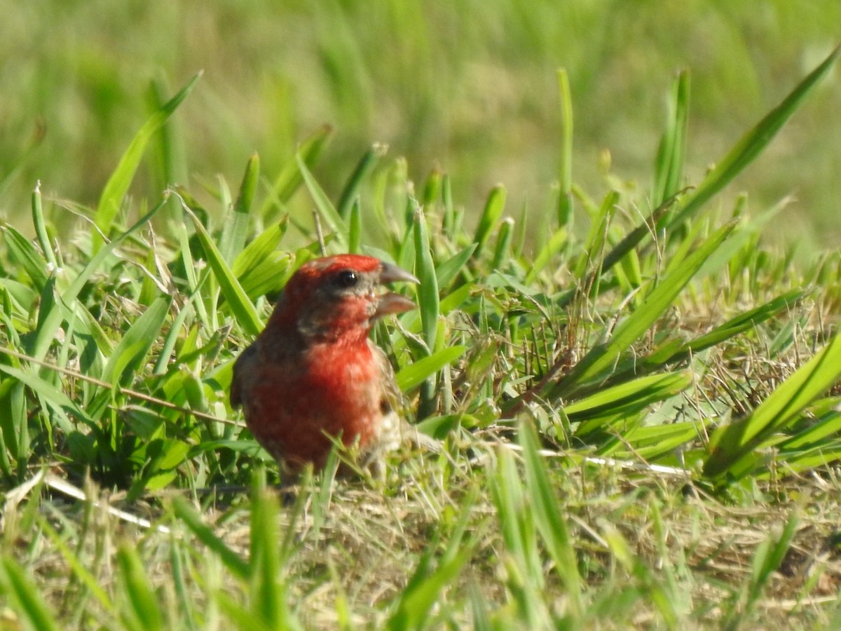 House Finch - ML597224561