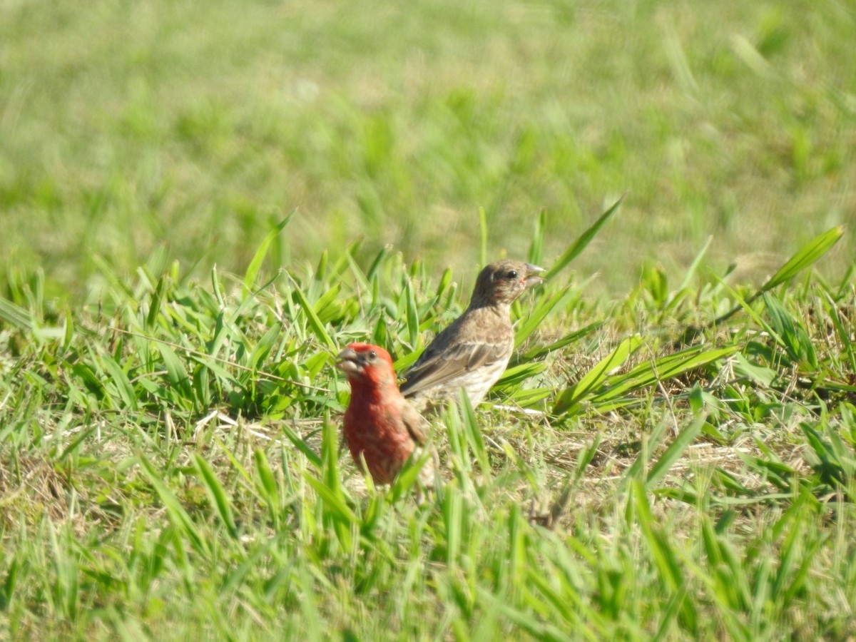 House Finch - ML597224571