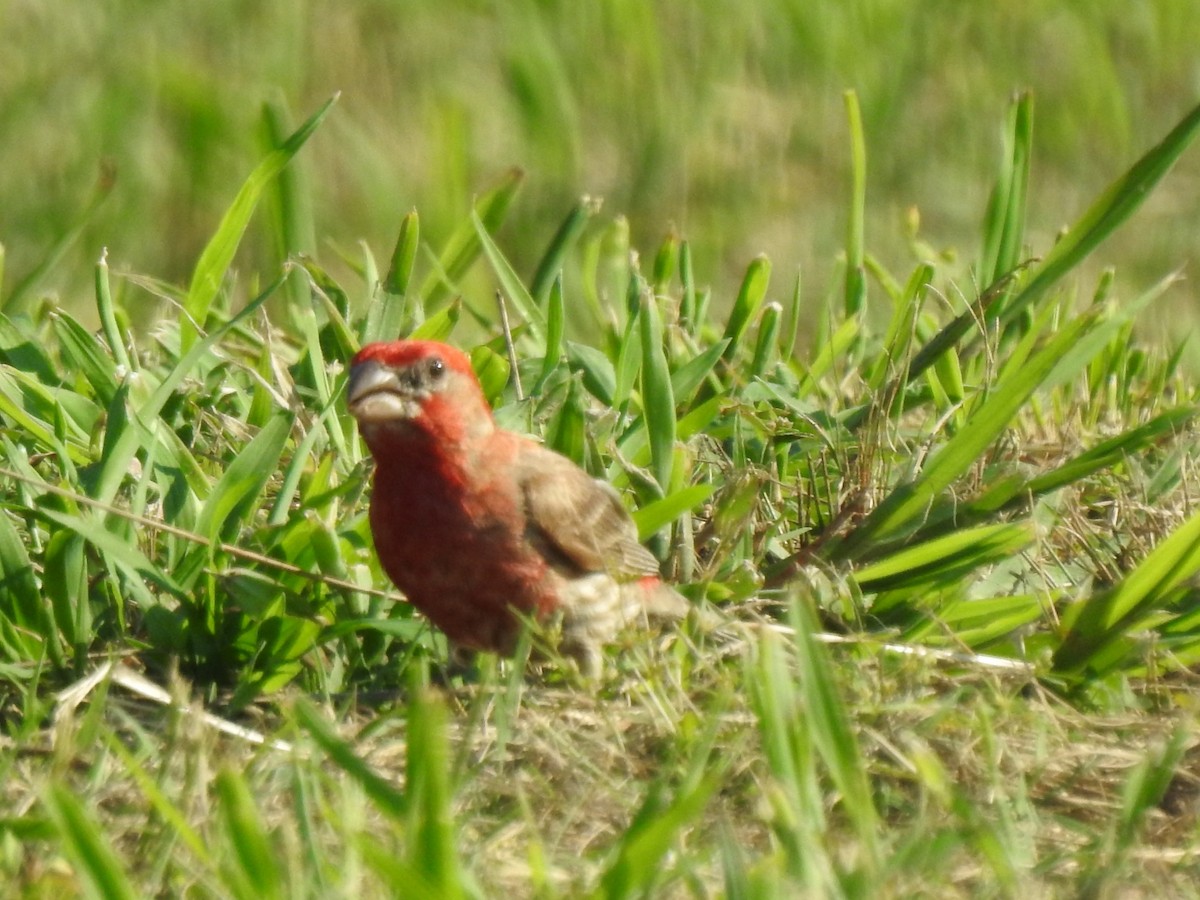 House Finch - ML597224581