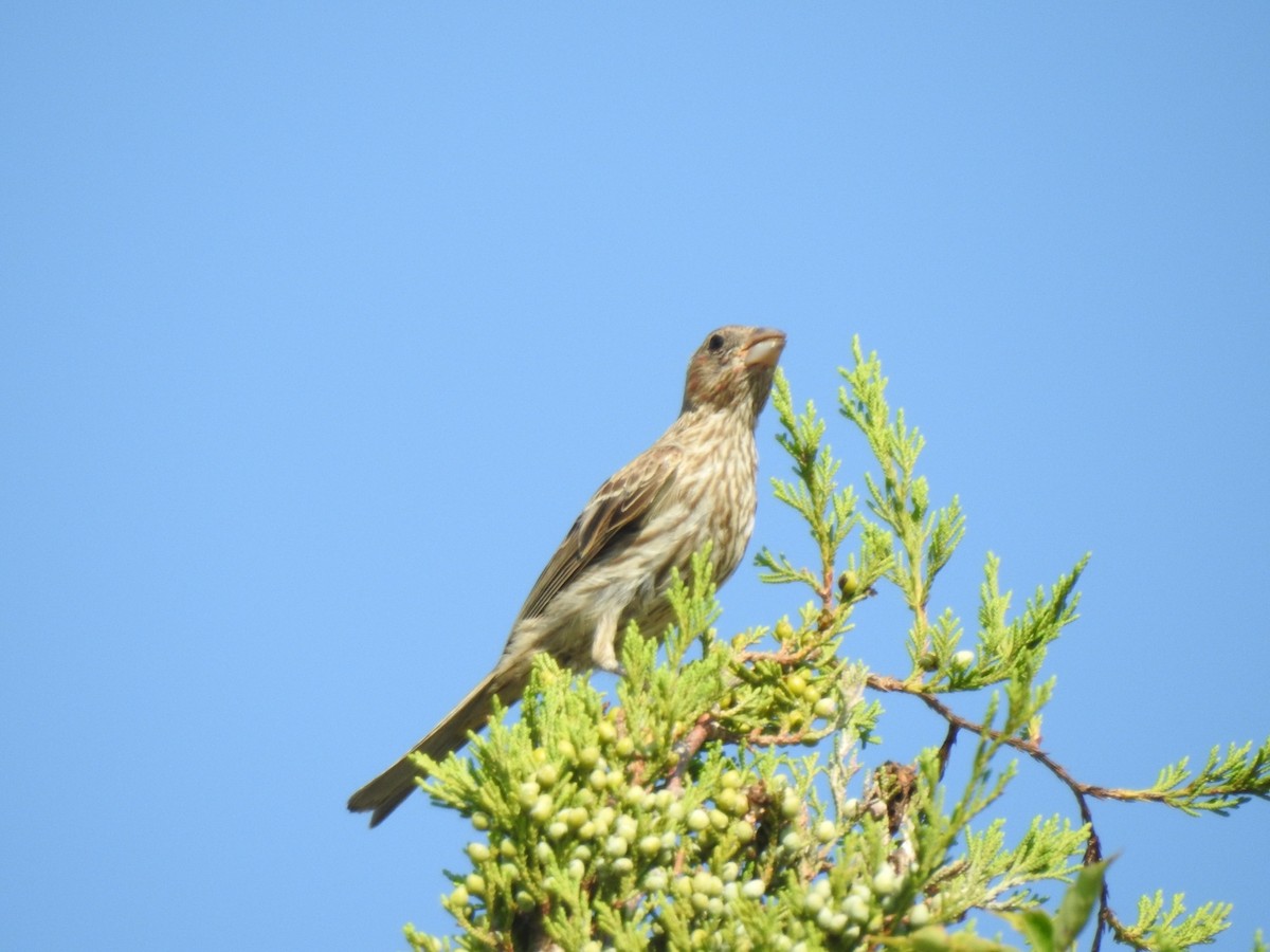House Finch - ML597224601