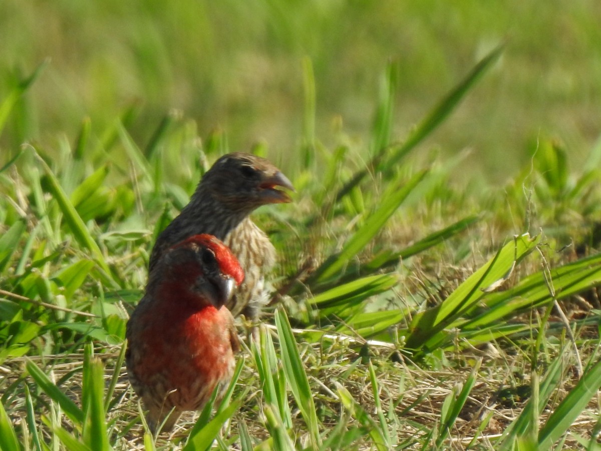 House Finch - ML597224611