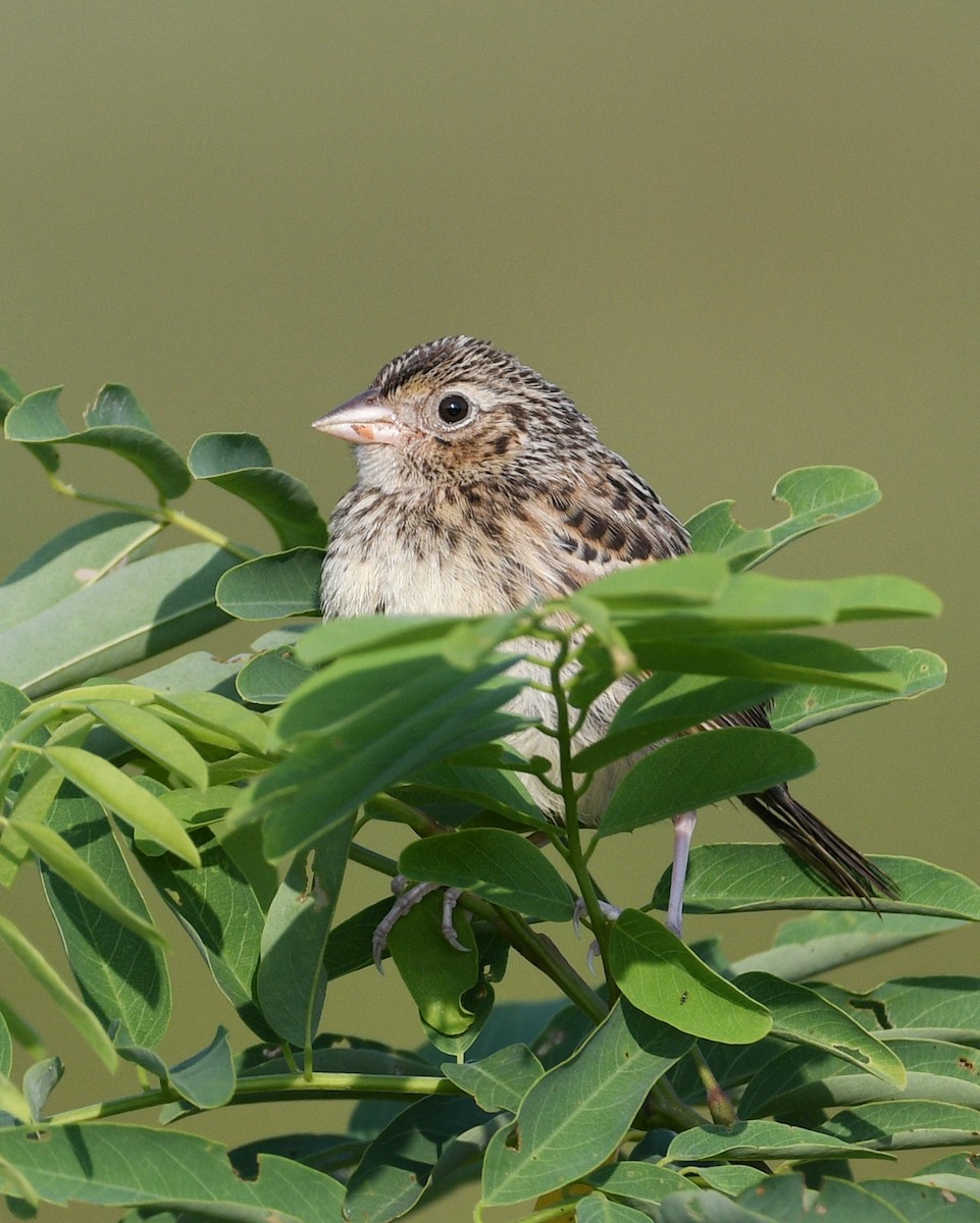 Grasshopper Sparrow - Don Keffer