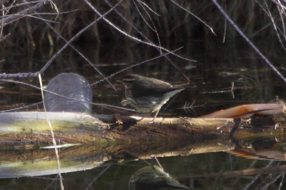 Northern Waterthrush - ML597225721