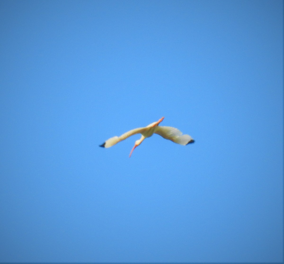Ibis blanc - ML597225981