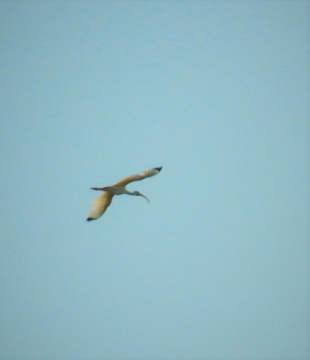 ibis bílý - ML597225991