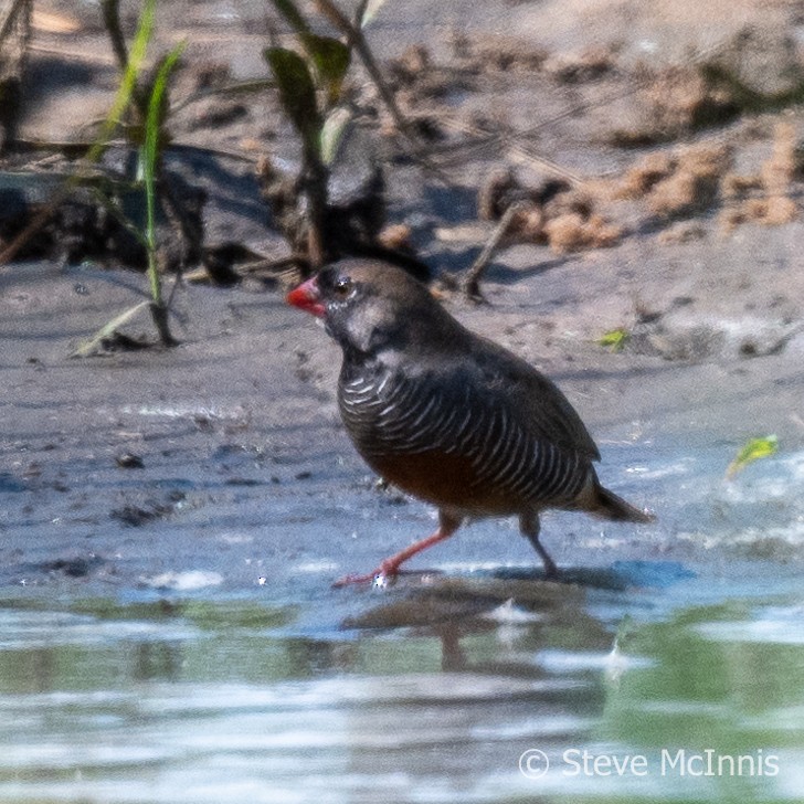 Quailfinch (Black-faced) - ML597226791