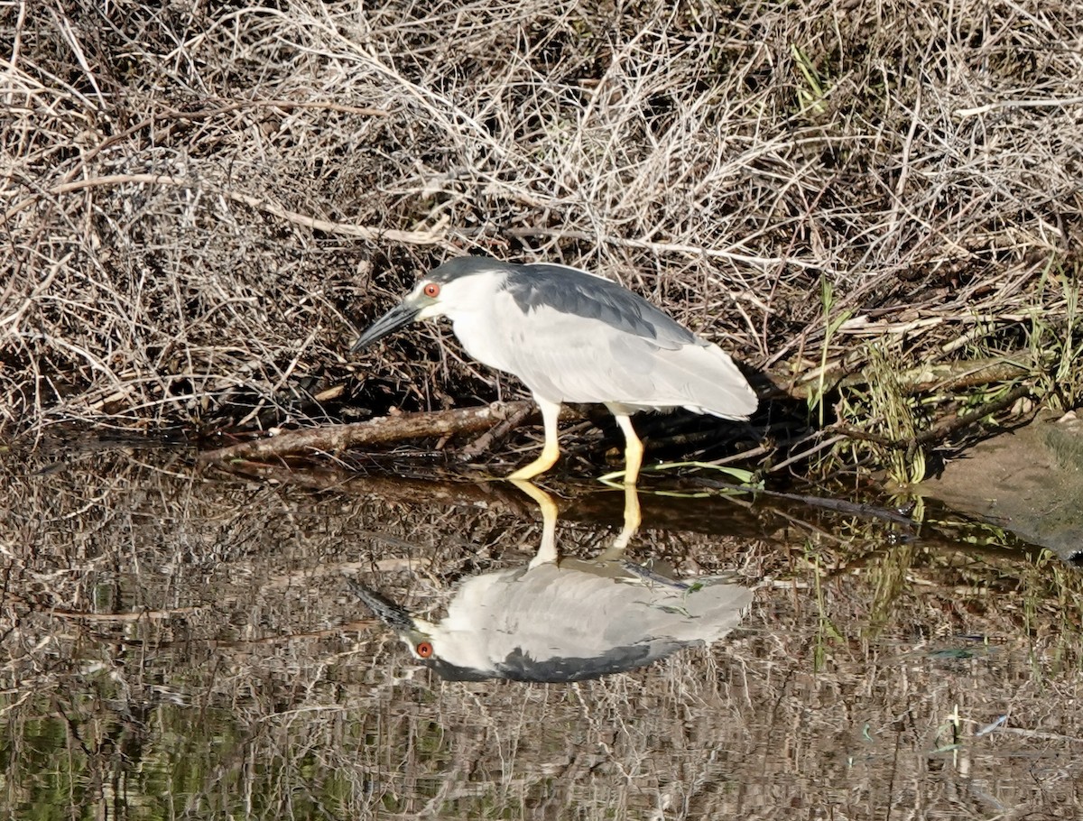 Black-crowned Night Heron - Raymond Ortiz