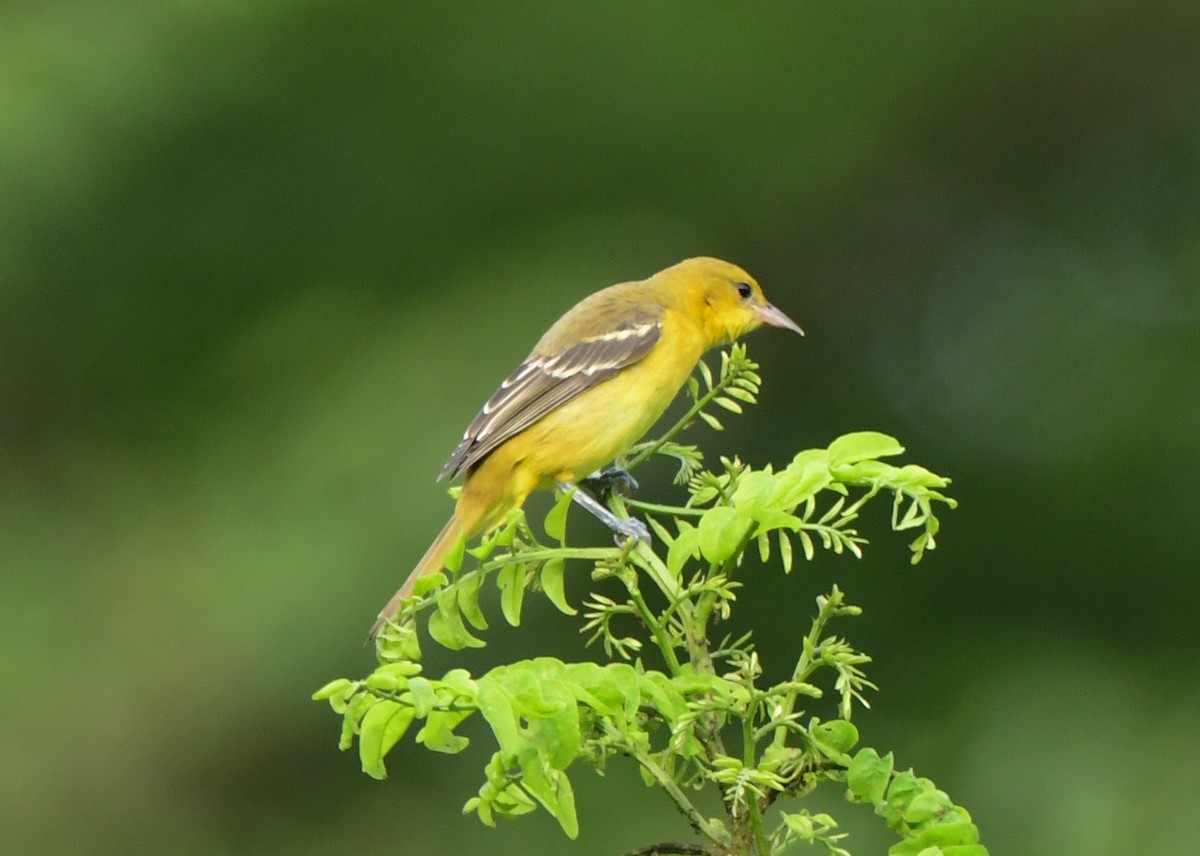 Orchard Oriole - Richard Leonard