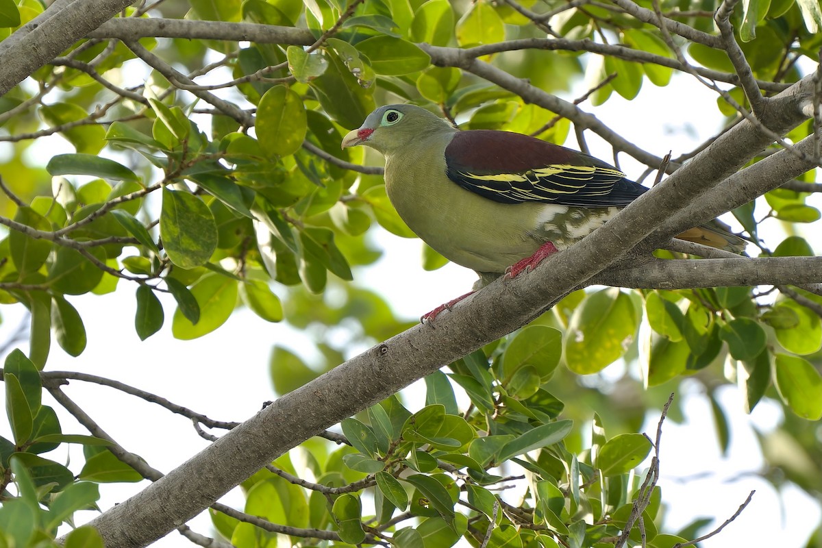 Thick-billed Green-Pigeon (Thick-billed) - ML597229291