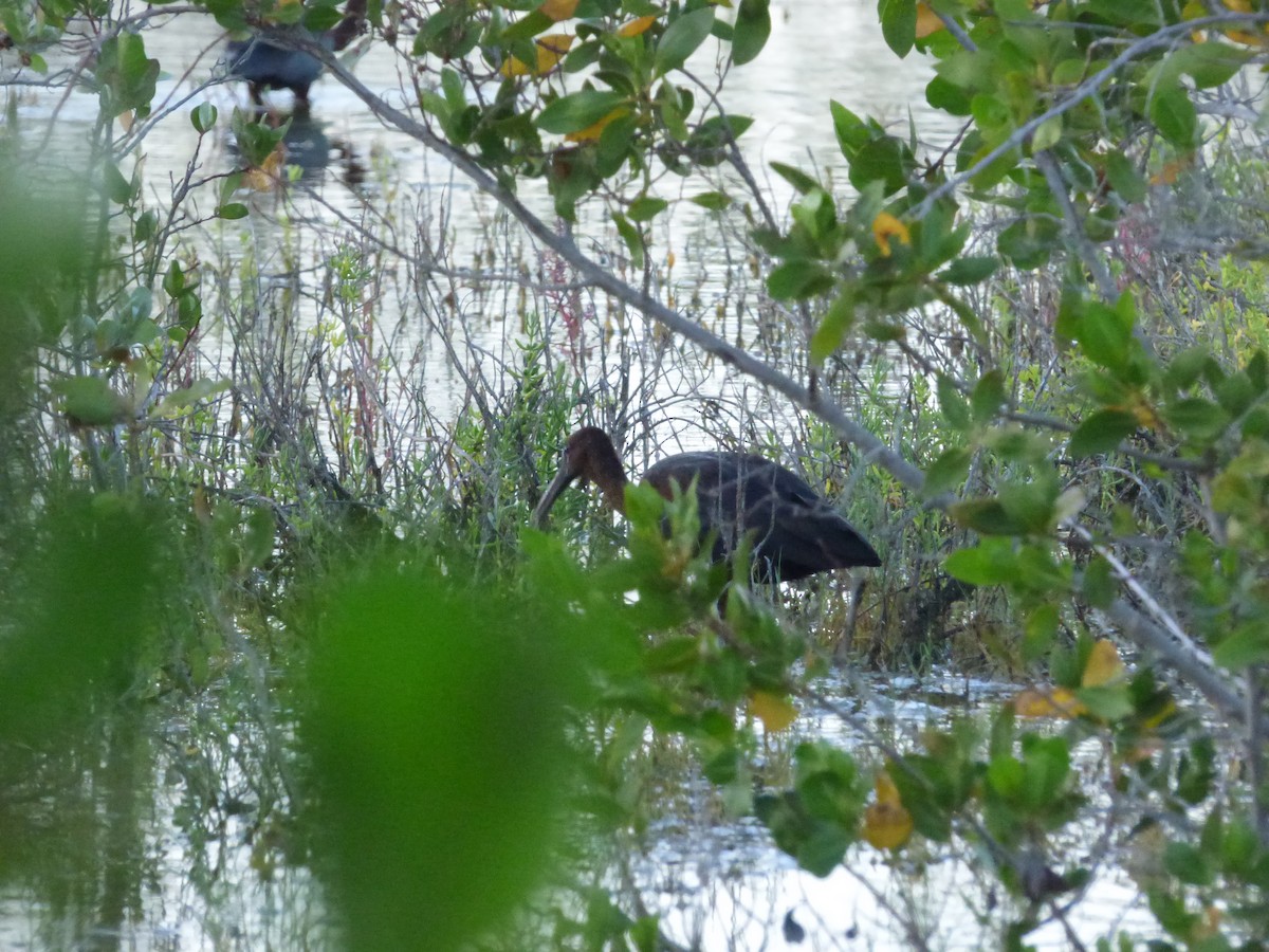 Glossy Ibis - ML59722931