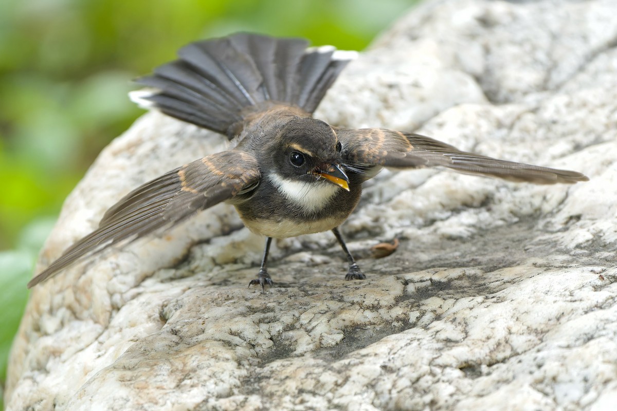 Malaysian Pied-Fantail - ML597229361