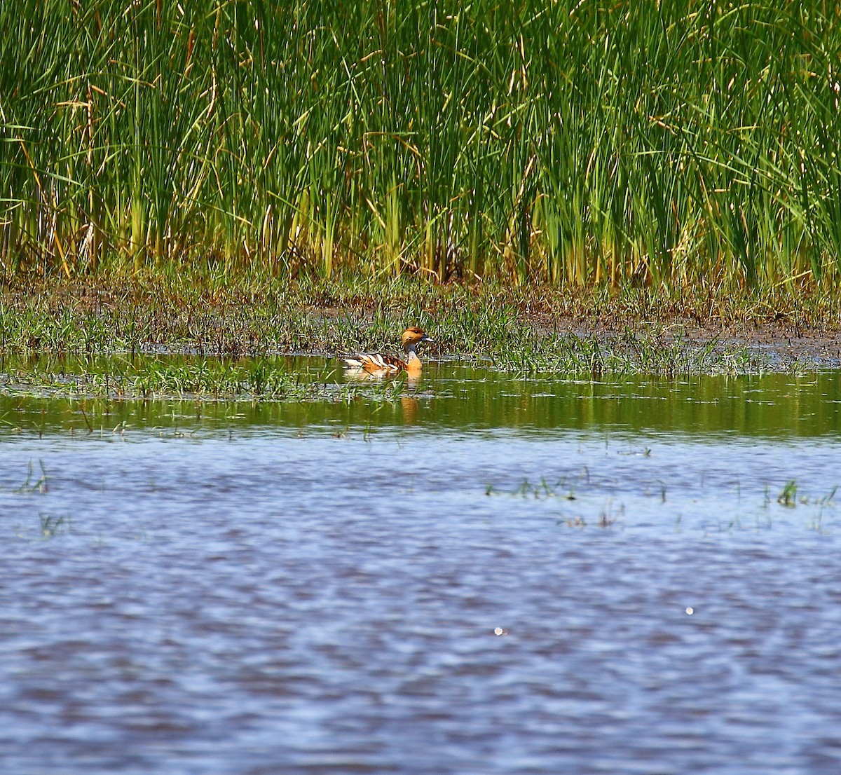 Dendrocygne fauve - ML59722971