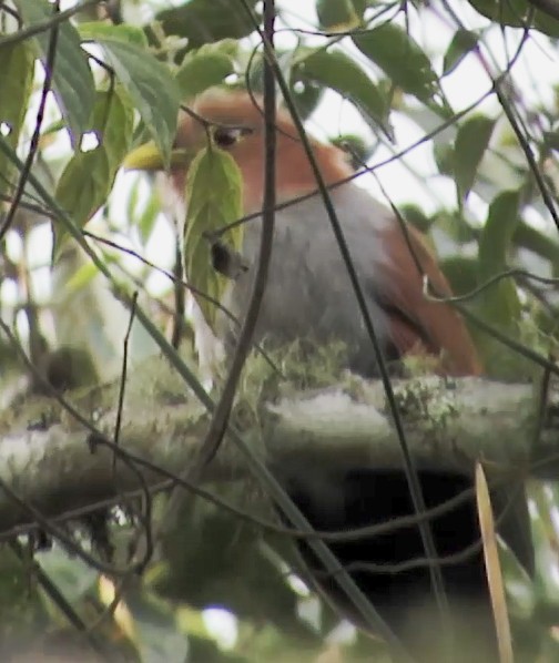 Squirrel Cuckoo - ML597230861