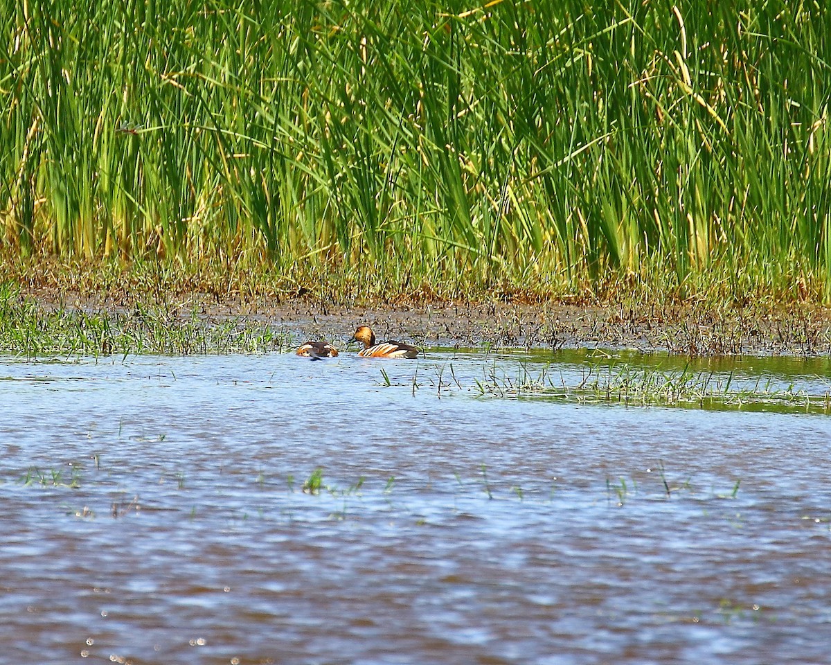 Fulvous Whistling-Duck - Terry Mitchell