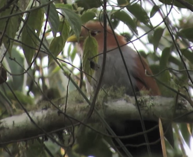 Squirrel Cuckoo - ML597230931