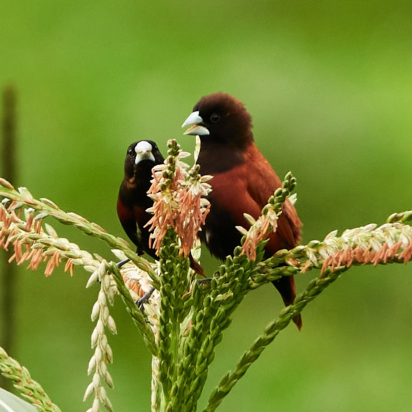 Chestnut Munia - ML597232101