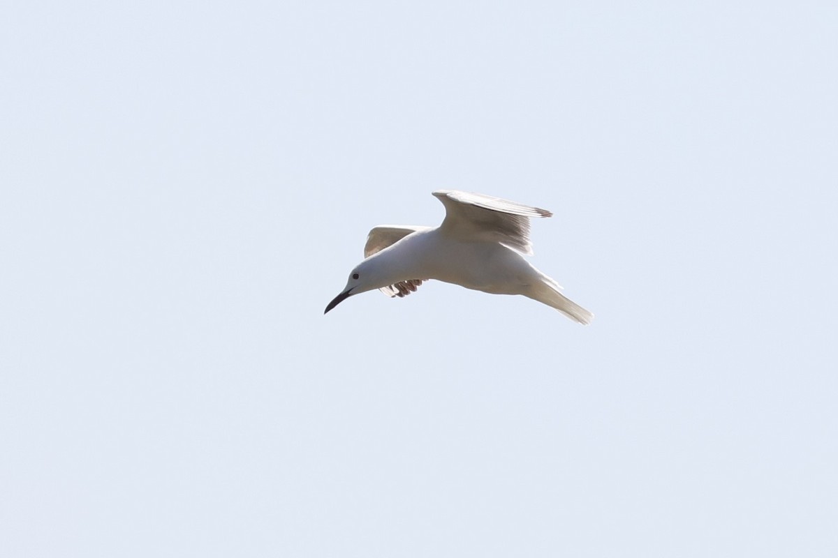 Slender-billed Gull - ML597232291