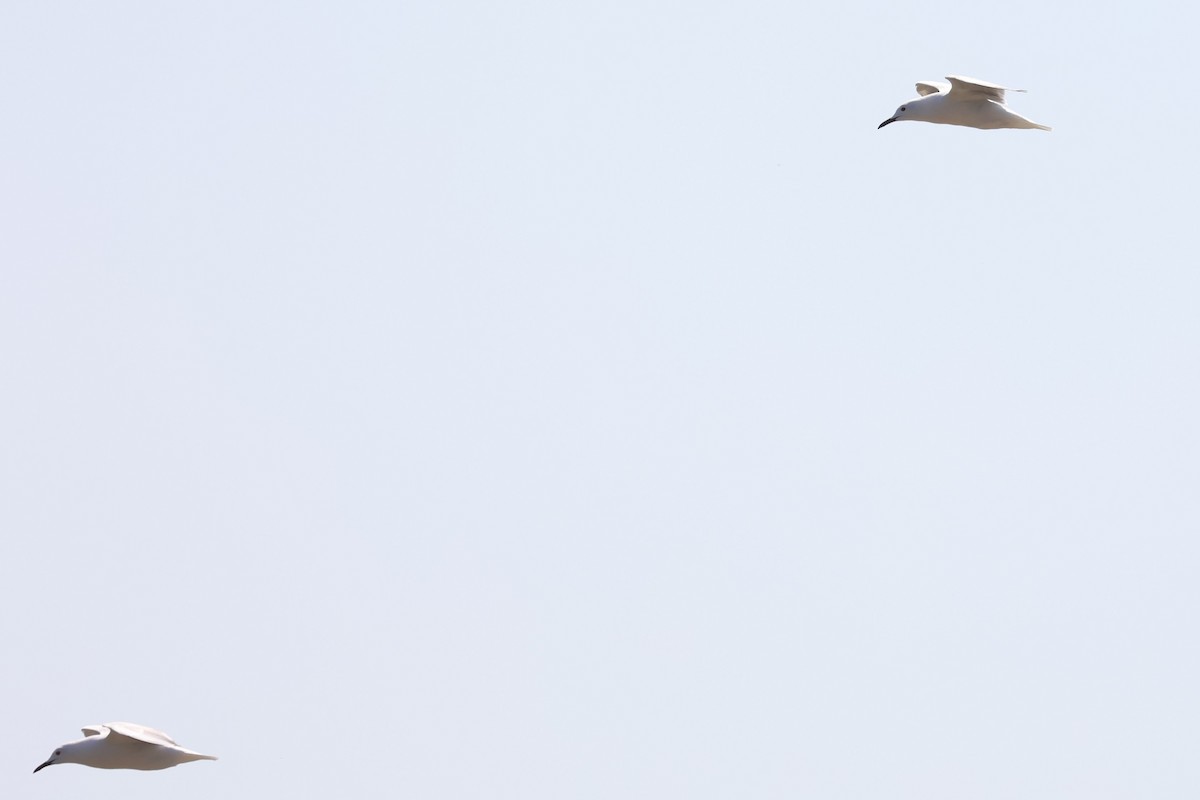 Slender-billed Gull - ML597232301