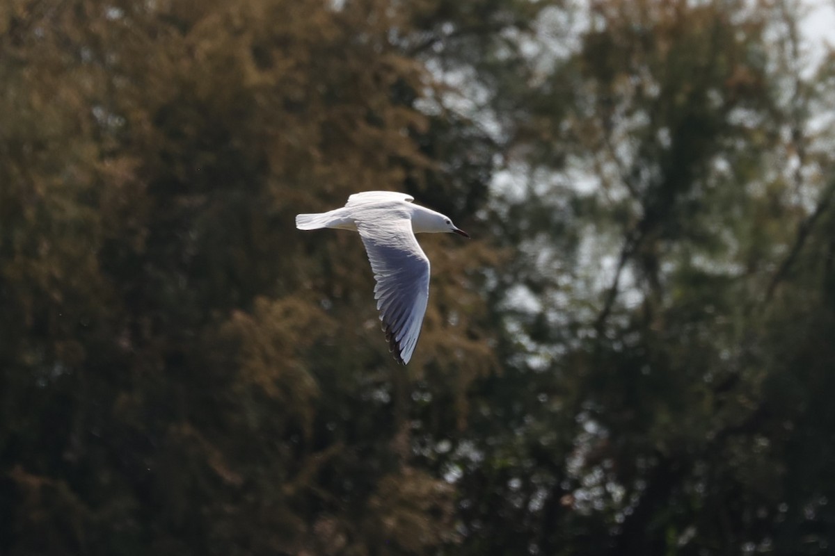 Slender-billed Gull - ML597232311