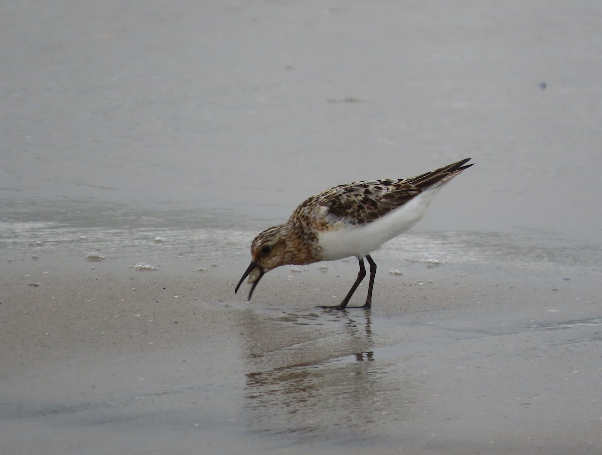 Bécasseau sanderling - ML597232381