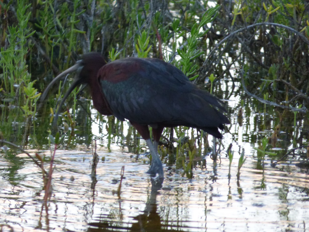 ibis hnědý - ML59723271