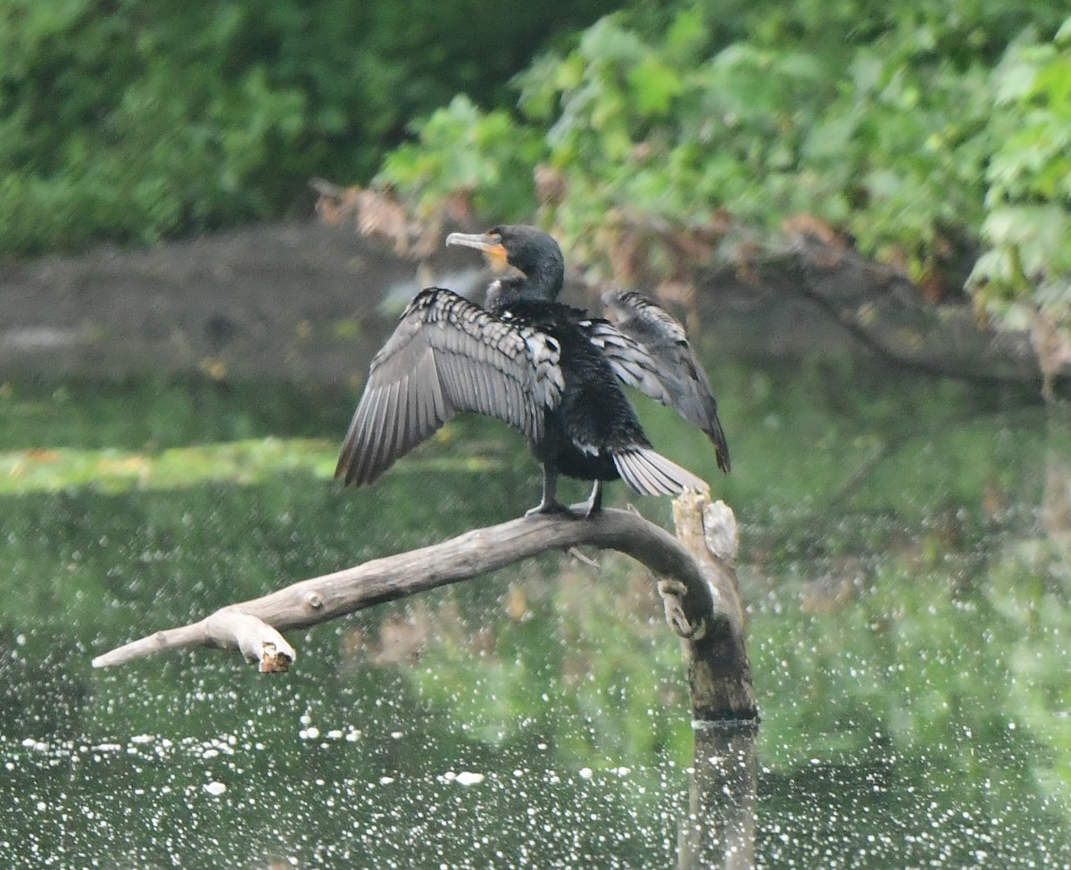 Double-crested Cormorant - Richard Leonard