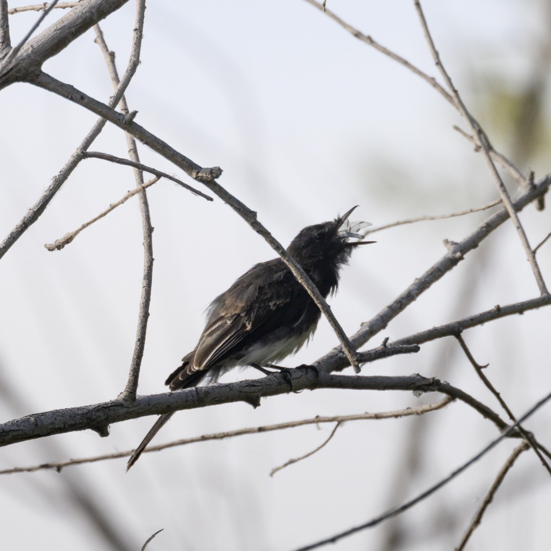 Black Phoebe - ML597235981