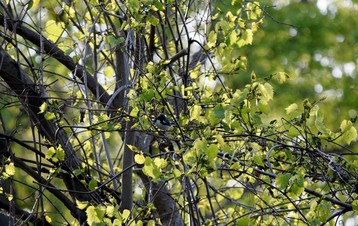 Black-throated Blue Warbler - ML59723691