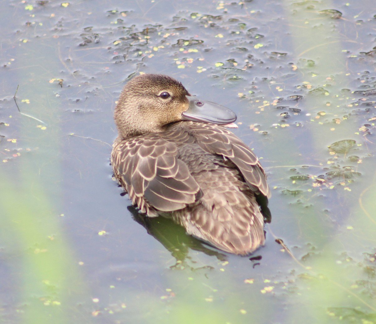 Blue-winged Teal - ML597237321