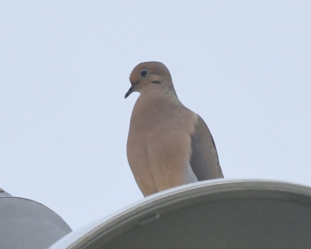 Mourning Dove - ML597238531