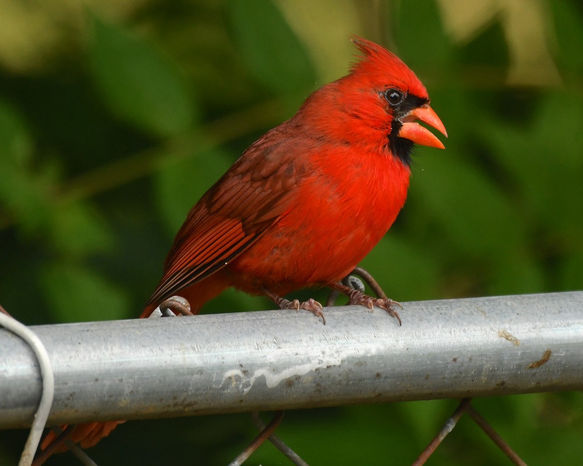 Northern Cardinal - ML597238881