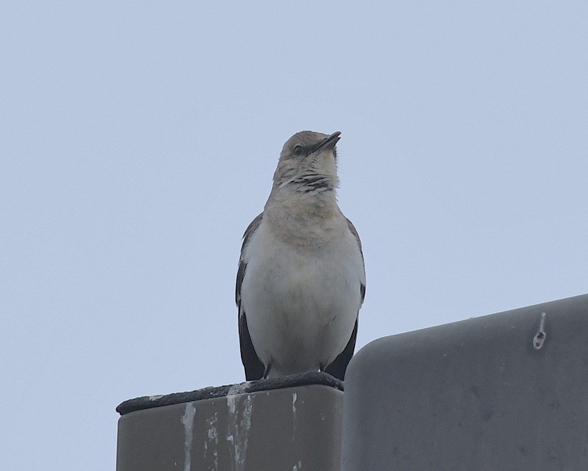 Northern Mockingbird - ML597239321