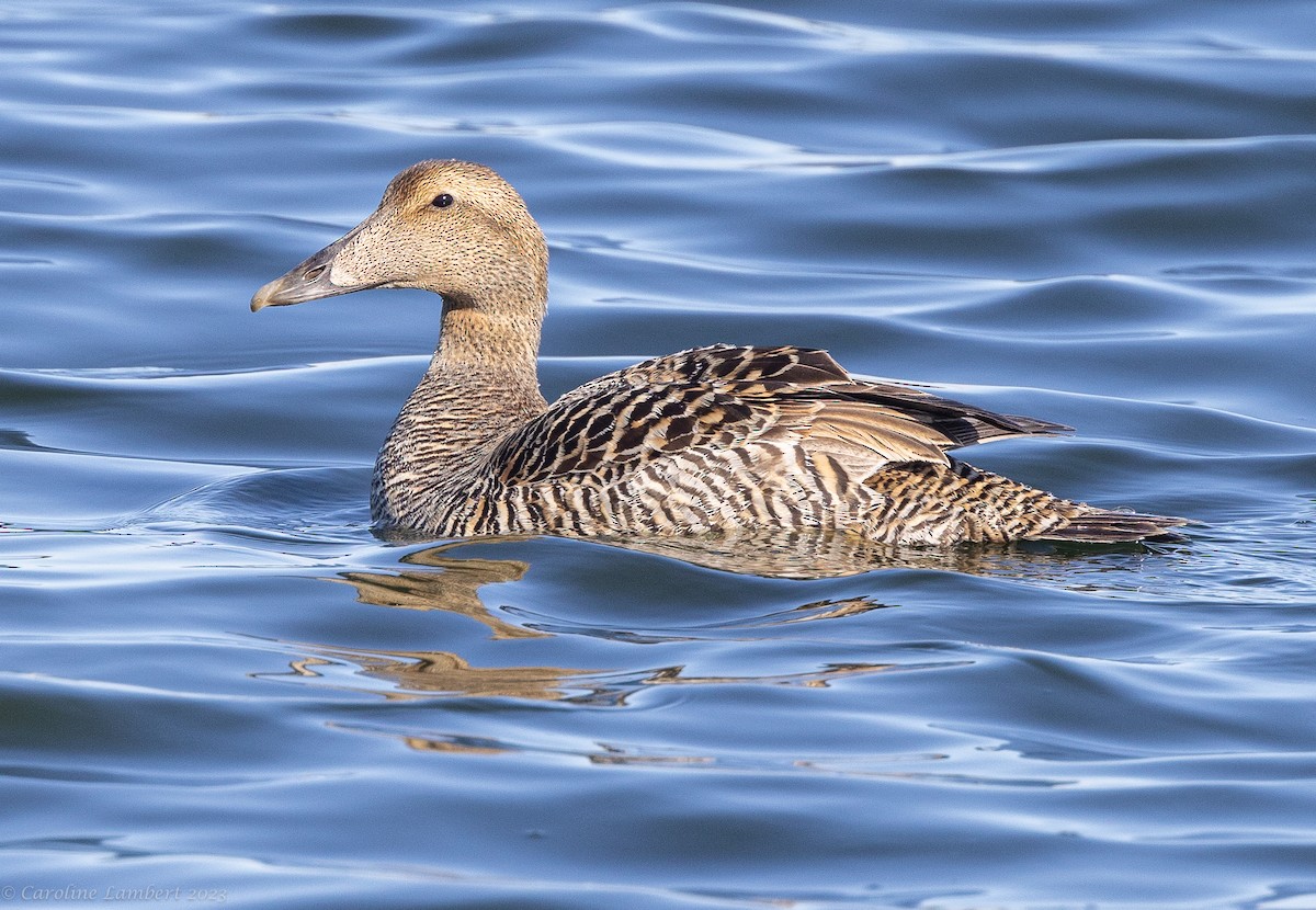 Common Eider - Caroline Lambert