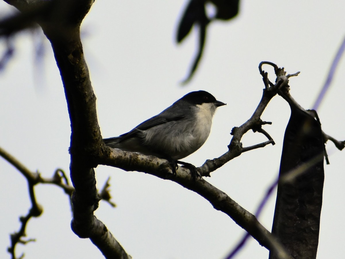 Black-capped Warbling Finch - ML597240301