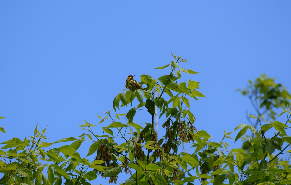 Cape May Warbler - ML59724111