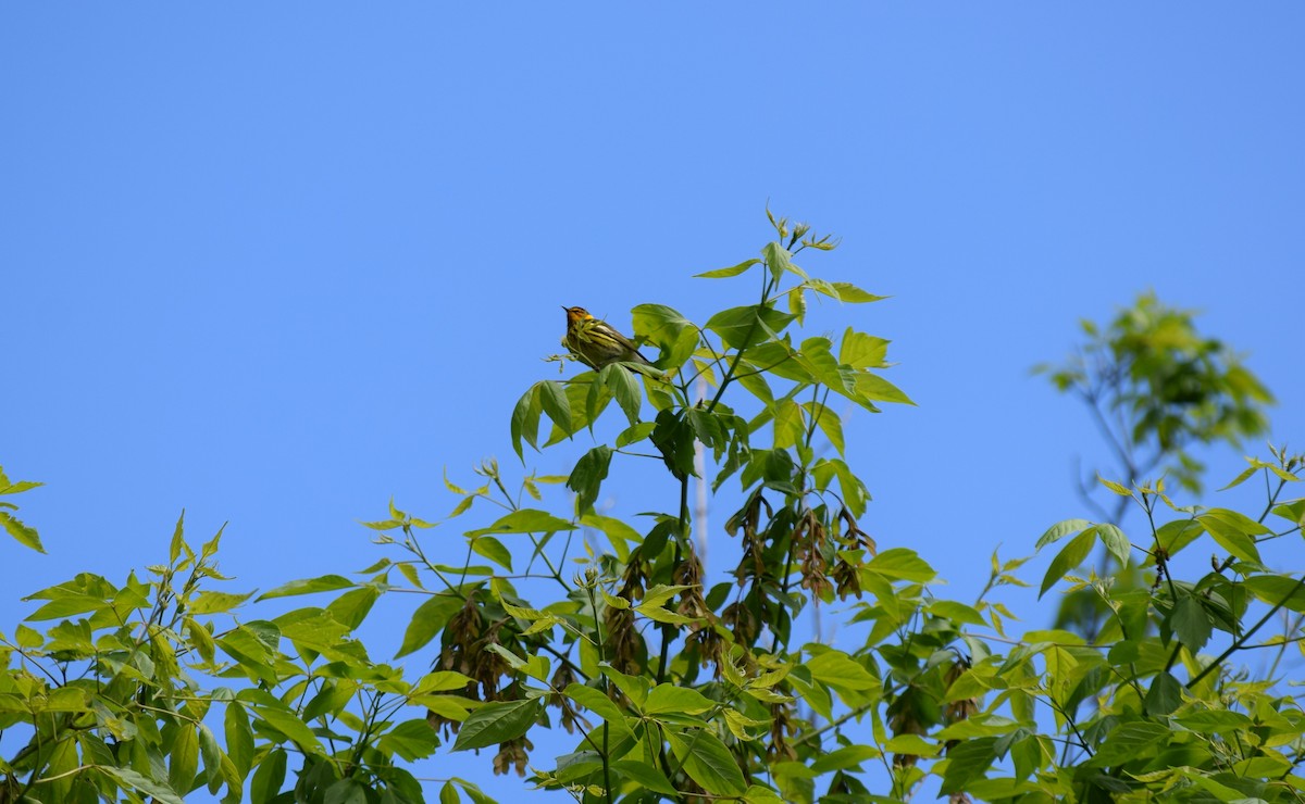 Cape May Warbler - ML59724121