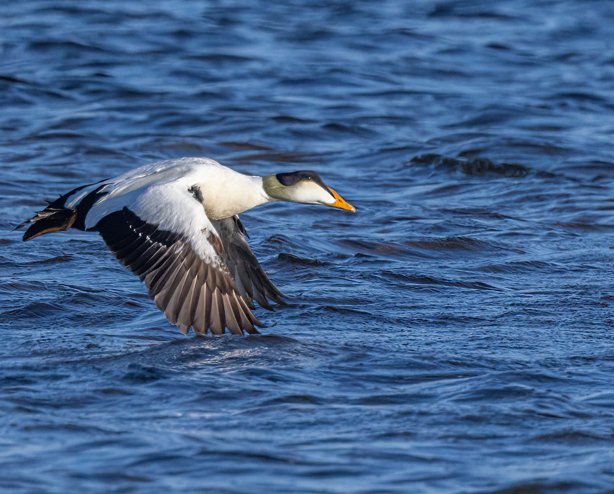 Eider à duvet (v-nigrum) - ML597241281