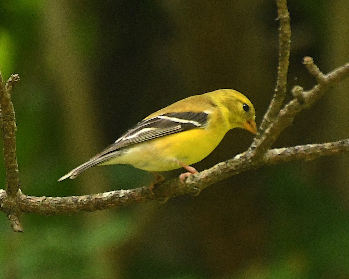American Goldfinch - ML597241291