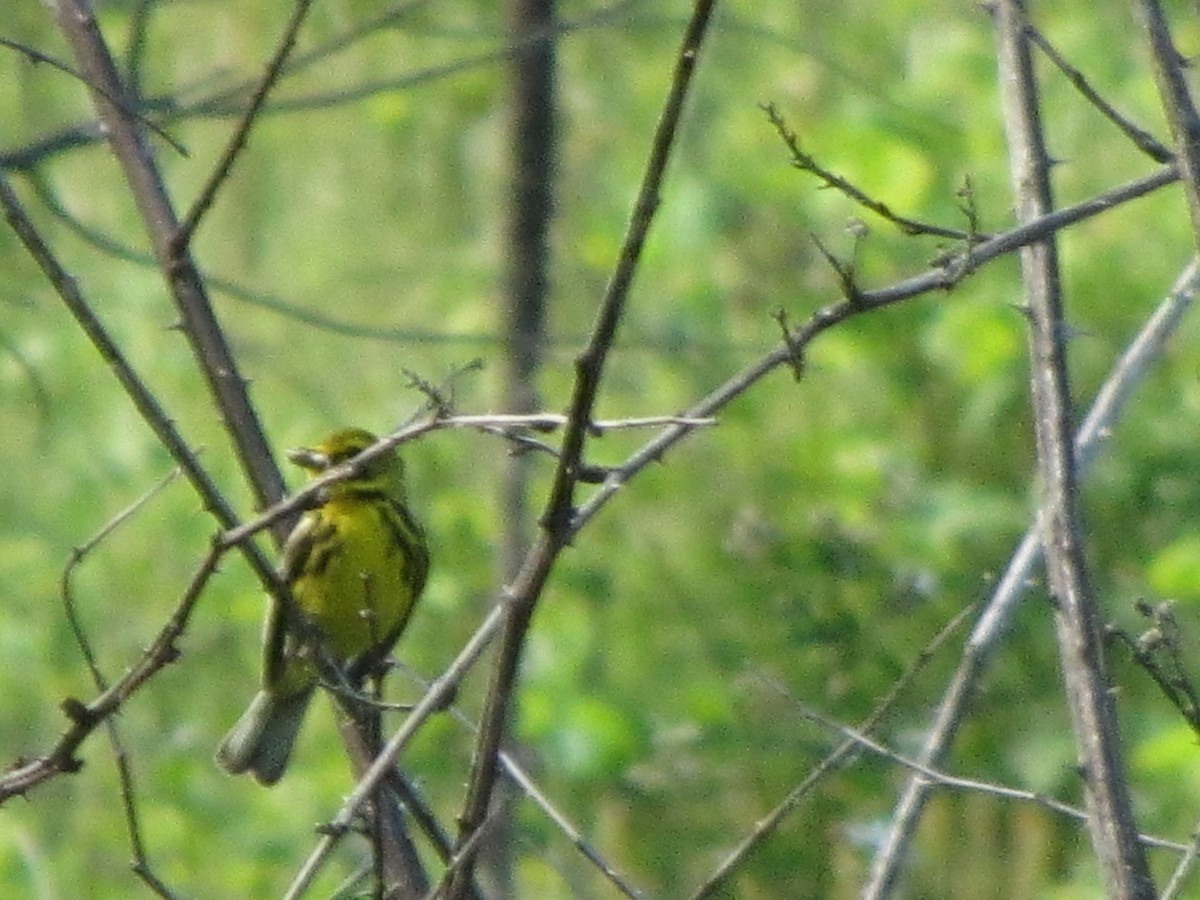 Prairie Warbler - ML59724151