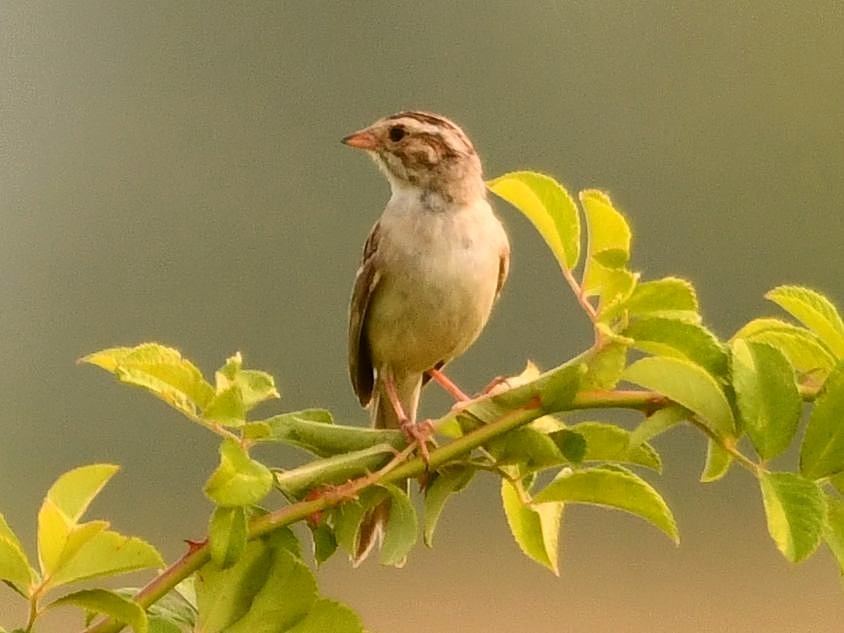Clay-colored Sparrow - Jeanne Stacey